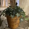 Faux Ficus in Woven Basket